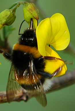 Impollinazione...ma non solo...(perforazione del calice)